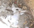 Κυπαρισσία: Σκότωσε το γατάκι λιώνοντας το κεφάλι του με πέτρα